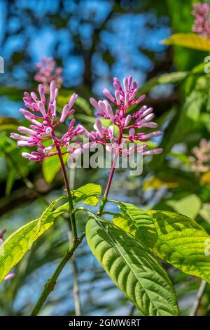 Impianto di Frespike Foto Stock