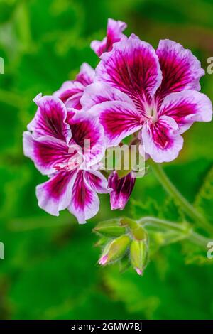 Geranio di uva spina Foto Stock