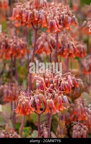 Capesante di lavanda, succulente Foto Stock