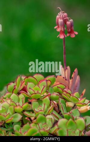 Capesante di lavanda, succulente Foto Stock