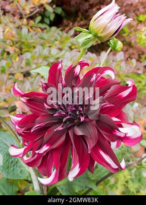 Radley, Oxfordshire, Inghilterra - 8 settembre 2019 Dahlias ha messo su un bel spettacolo nel nostro giardino, in Radley Village Oxfordshire, di solito durante la tarda estate Foto Stock