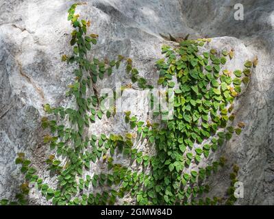 Sydney, Australia - 16 Febbraio 2019 la vita è persistente e determinata. Qui vediamo una pianta che si aggrappa - e lentamente si arrampica su una roccia pura in un Foto Stock