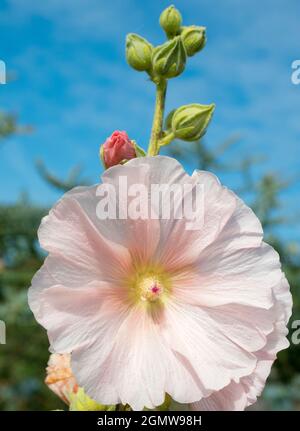 Radley Village, Oxfordshire, Inghilterra - 22 luglio 2020; nessuna gente in vista. Questa bella rosa mallà mette in mostra ogni anno nel nostro giardino. Rosa mallo Foto Stock