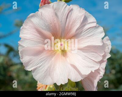 Radley Village, Oxfordshire, Inghilterra - 22 luglio 2020; nessuna gente in vista. Questa bella rosa mallà mette in mostra ogni anno nel nostro giardino. Rosa mallo Foto Stock