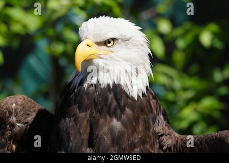 Magnificent Bald Eagle in Ketchikan, Alaska 8Ketchikan, Alaska USA - 26 maggio 2010; magnifico raptor e fitting emblema nazionale. C'è un altro char Foto Stock