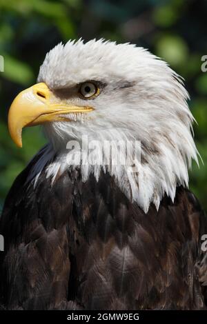 Ketchikan, Alaska USA - 26 maggio 2010; magnifico rapitore e fitting emblema nazionale. C'è un uccello più carismatico? Visto in Ketchikan, Alaska. Foto Stock