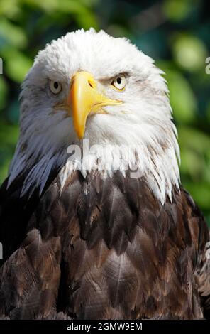 Ketchikan, Alaska USA - 26 maggio 2010; magnifico rapitore e fitting emblema nazionale. C'è un uccello più carismatico? Visto in Ketchikan, Alaska. Foto Stock