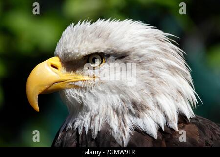 Magnificent Bald Eagle in Ketchikan, Alaska 6Ketchikan, Alaska USA - 26 maggio 2010; magnifico raptor e fitting emblema nazionale. C'è un altro char Foto Stock