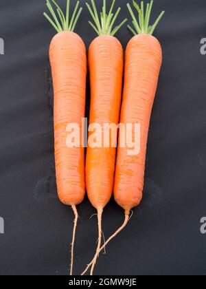 Malvern, Worcestershire, UK - 2011; ad eccezione delle pandemie, l'annuale Festival Malvern è una vetrina per il meglio dei prodotti britannici. Come vincitore di premi Foto Stock