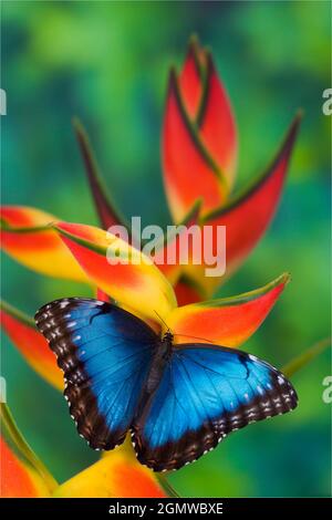 Morpho Butterfly blu, Morpho granadensis, seduto su fiori tropicali Heliconia Foto Stock