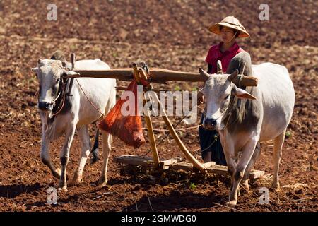 Pindaya, Myanmar - 31 Gennaio 2013; una scena agricola senza tempo vicino alle Grotte buddiste di Pindaya nella provincia di Shan. Alcune parti del paese sembrano Foto Stock