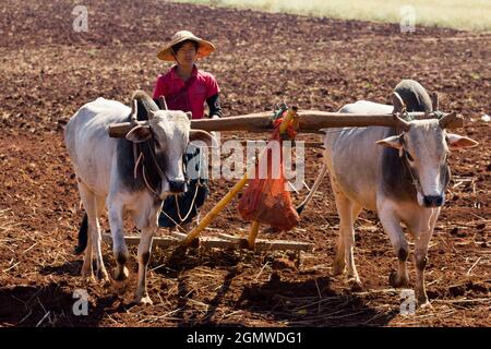 Pindaya, Myanmar - 31 Gennaio 2013; una scena agricola senza tempo vicino alle Grotte buddiste di Pindaya nella provincia di Shan. Alcune parti del paese sembrano Foto Stock