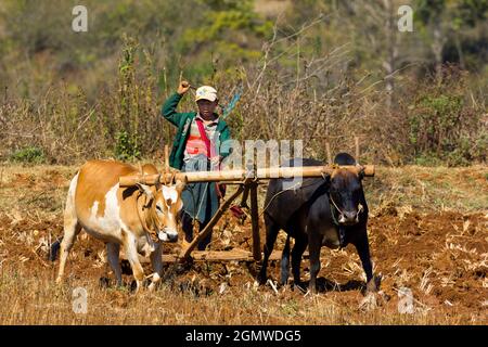 Pindaya, Myanmar - 31 Gennaio 2013; una scena agricola senza tempo vicino alle Grotte buddiste di Pindaya nella provincia di Shan. Alcune parti del paese sembrano Foto Stock