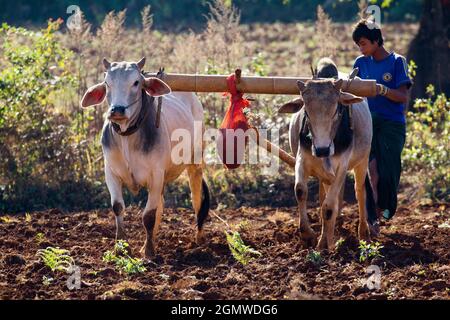 Pindaya, Myanmar - 31 Gennaio 2013; una scena agricola senza tempo vicino alle Grotte buddiste di Pindaya nella provincia di Shan. Alcune parti del paese sembrano Foto Stock