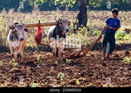 Pindaya, Myanmar - 31 Gennaio 2013; una scena agricola senza tempo vicino alle Grotte buddiste di Pindaya nella provincia di Shan. Alcune parti del paese sembrano Foto Stock