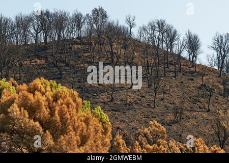 Fuoco a Jubrique, al confine con Sierra Bermeja nella Valle Genal, Malaga. Andalusia, Spagna. Settembre 2021 Foto Stock