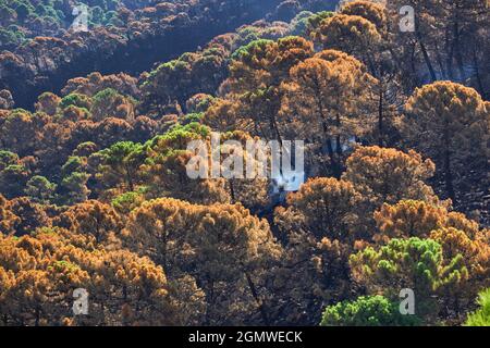 Fuoco a Jubrique, al confine con Sierra Bermeja nella Valle Genal, Malaga. Andalusia, Spagna. Settembre 2021 Foto Stock