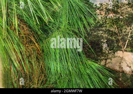 Foglie verdi lunghe e strette di piante tropicali con rorpe. Pioggia tropicale. Foto Stock