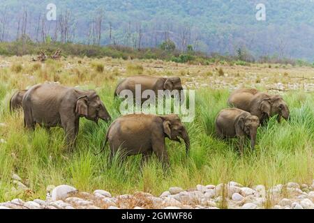 Mandria di Elefanti asiatici femminili nella prateria. Parco Nazionale di Corbett, India. Foto Stock