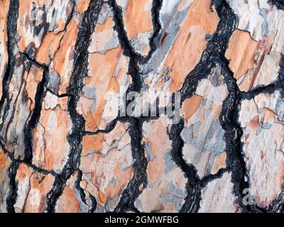 Taormina, Sicilia, Italia - 20 Settembre 2019 grazie al suo clima subtropicale, alla sua topografia diversificata e a molti microclasti, la Sicilia ospita una vasta gamma o Foto Stock