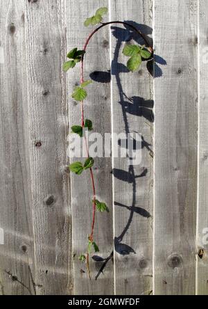 Potere di pianta. Le piante possono essere sia implacabili che pazienti nella ricerca della luce, dell'acqua e della nutrizione. Questo è cresciuto attraverso una recinzione in Radley Village, RU Foto Stock