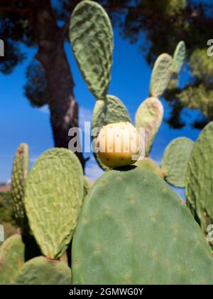 Agrigento, Sicilia, Italia - 24 settembre 2019; grazie al suo clima subtropicale, alla sua topografia diversificata e ai numerosi microclima, la Sicilia ha una vasta gamma di Foto Stock