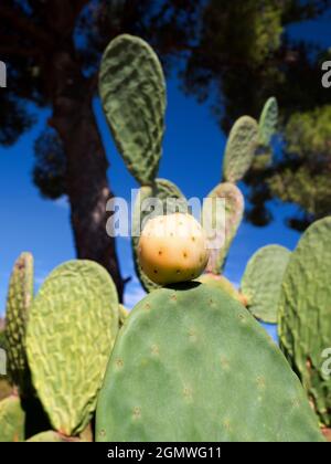 Agrigento, Sicilia, Italia - 24 settembre 2019; grazie al suo clima subtropicale, alla sua topografia diversificata e ai numerosi microclima, la Sicilia ha una vasta gamma di Foto Stock