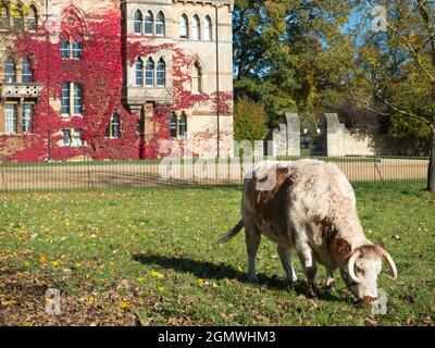 Fondato nel 1525 da Thomas Wolsey, Lord Chancellor of England, il Christ Church College rimane uno dei più antichi, ricchi e aristocratici dell'Ox Foto Stock