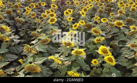 Fiore di girasole nel campo dell'agricoltura Foto Stock