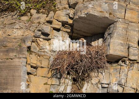 Aquila dorata seduta sul nido Foto Stock