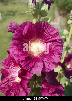 Radley Village, Oxfordshire, Inghilterra - 26 giugno 2020; nessuna gente in vista. Questa bella rosa mallà mette in mostra ogni anno nel nostro giardino. Rosa mallo Foto Stock