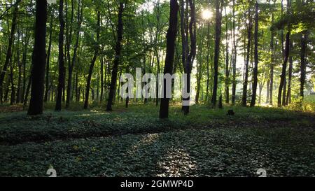 Passeggiata attraverso la foresta verde al mattino con l'alba Foto Stock