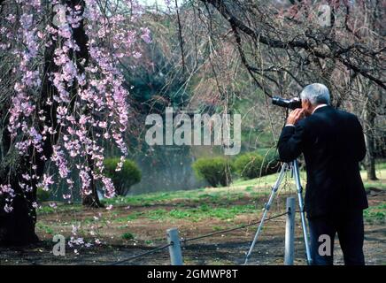 Tokyo, Giappone - 11 aprile 1996; un uomo che fa fotografie. Una scena toccante nel parco di Ueno a Tokyo, come questo vecchio uomo fotografa la nuova fioritura dei ciliegi. Foto Stock