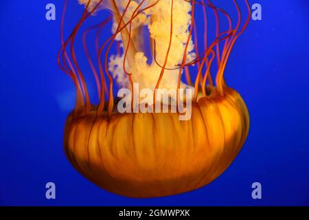 Medusa di ortica di mare (chrysaora fusescens) a Vancouver AquariumVancouver, Canada - 28 maggio 2010; nessuna gente in vista. Evitare! Questo è stato visto in modo sicuro in un Foto Stock