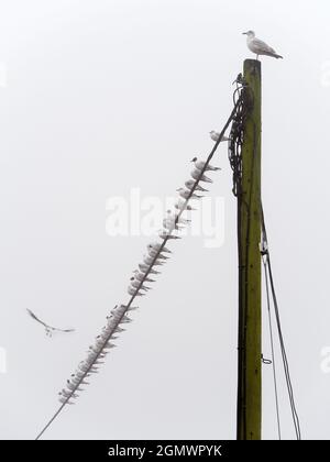 È una mattinata di primavera nebbiosa al St Helen's Wharf sul Tamigi ad Abingdon, Inghilterra. E questa linea di gabbiani sta aspettando qualcosa per succedere.but un'ora Foto Stock