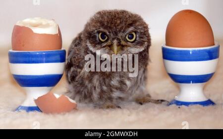 Hooty il piccolo gufo bambino che è stato trovato in un riparo di autobus a Newport, Isola di Wight. PIC Mike Walker, 2009 Foto Stock