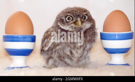 Hooty il piccolo gufo bambino che è stato trovato in un riparo di autobus a Newport, Isola di Wight. PIC Mike Walker, 2009 Foto Stock