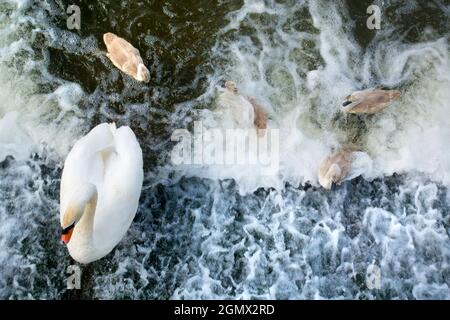 Abingdon, Inghilterra - 10 luglio 2019 una famiglia di cigni si sta alimentando nelle acque turbolente appena sotto Abingdon Weir sul Tamigi. Adiacente all'Abi Foto Stock