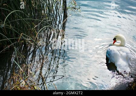 Abingdon, Inghilterra - 10 luglio 2019 questo cigno solitario sta riposando appena sopra Abingdon Weir sopra il Tamigi. Accanto all'Abingdon Locks, questo hotel si trova in una posizione molto ambigua Foto Stock