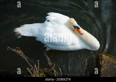 Abingdon, Inghilterra - 10 luglio 2019 questo cigno solitario sta riposando appena sopra Abingdon Weir sopra il Tamigi. Accanto all'Abingdon Locks, questo hotel si trova in una posizione molto ambigua Foto Stock