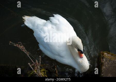 Abingdon, Inghilterra - 10 luglio 2019 questo cigno solitario sta riposando appena sopra Abingdon Weir sopra il Tamigi. Accanto all'Abingdon Locks, questo hotel si trova in una posizione molto ambigua Foto Stock