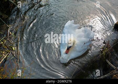 Abingdon, Inghilterra - 10 luglio 2019 questo cigno solitario sta riposando appena sopra Abingdon Weir sopra il Tamigi. Accanto all'Abingdon Locks, questo hotel si trova in una posizione molto ambigua Foto Stock