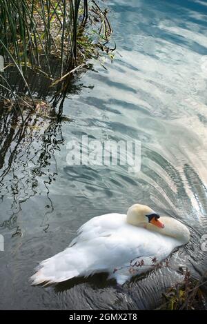 Abingdon, Inghilterra - 10 luglio 2019 questo cigno solitario sta riposando appena sopra Abingdon Weir sopra il Tamigi. Accanto all'Abingdon Locks, questo hotel si trova in una posizione molto ambigua Foto Stock