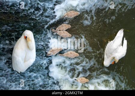 Abingdon, Inghilterra - 10 luglio 2019 una famiglia di cigni si sta alimentando nelle acque turbolente appena sotto Abingdon Weir sul Tamigi. Adiacente all'Abi Foto Stock