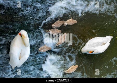 Abingdon, Inghilterra - 10 luglio 2019 una famiglia di cigni si sta alimentando nelle acque turbolente appena sotto Abingdon Weir sul Tamigi. Adiacente all'Abi Foto Stock