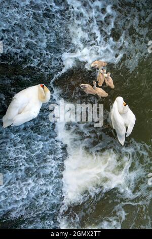 Abingdon, Inghilterra - 10 luglio 2019 una famiglia di cigni si sta alimentando nelle acque turbolente appena sotto Abingdon Weir sul Tamigi. Adiacente all'Abi Foto Stock