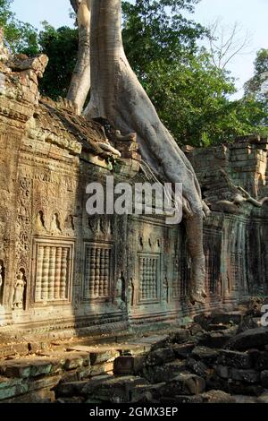 TA Phrom, Cambogia - 19 gennaio 2005; Ta Prohm è un tempio famoso ad Angkor, nella provincia di Siem Reap, in Cambogia. E 'stato costruito in stile Bayon, grande Foto Stock