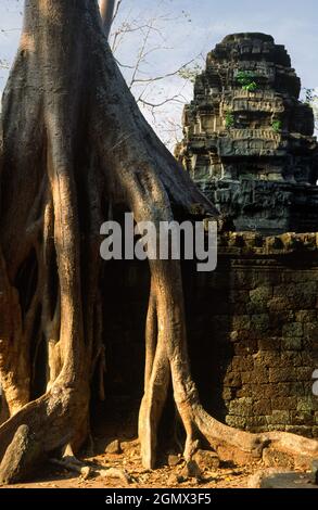 TA Phrom, Cambogia - 19 gennaio 2005; Ta Prohm è un tempio famoso ad Angkor, nella provincia di Siem Reap, in Cambogia. E 'stato costruito in stile Bayon, grande Foto Stock