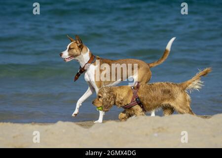 Due cani a piedi sulla spiaggia di sabbia. Foto Stock