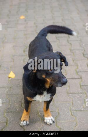 un cane nero corto-zampe gentile si alza e guarda Foto Stock